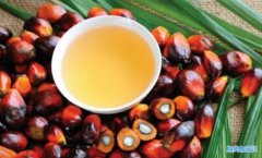棕榈油期货开户流程_棕榈油开户需要多少钱？